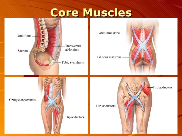 Anatomy-Core-Muscles