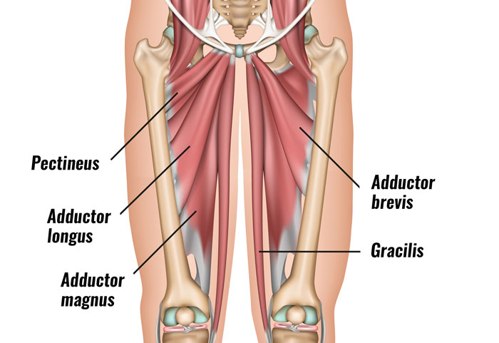 groin-muscles700