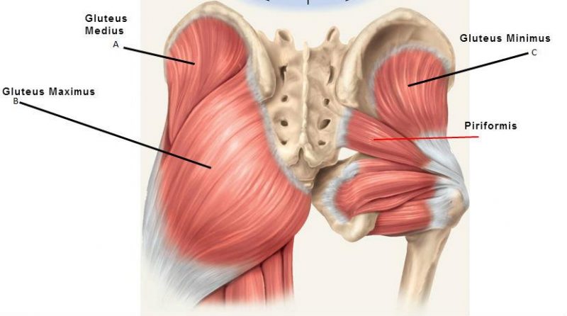 posterior-hip-muscles-800x446